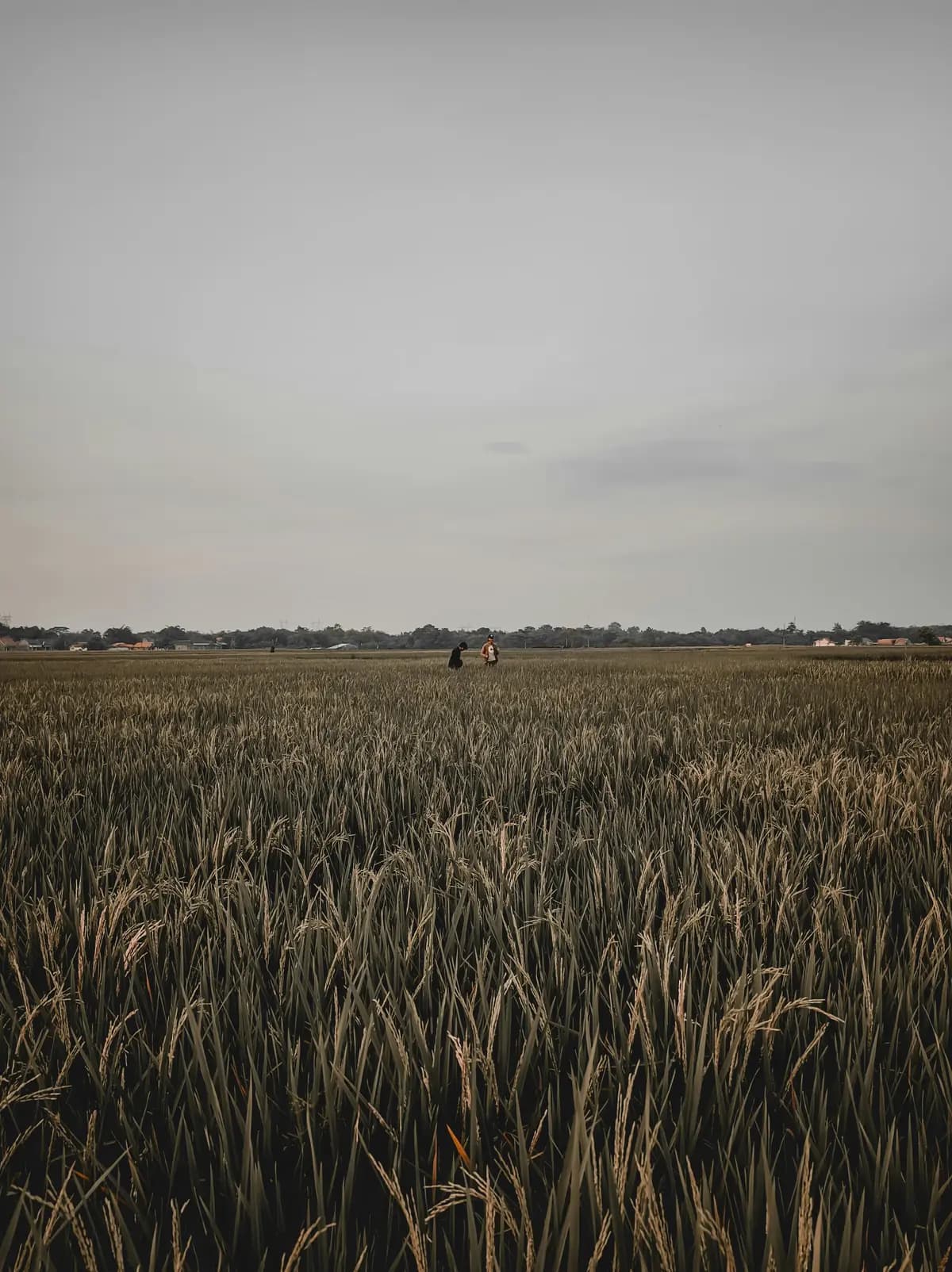 The Southern Integrity: Coastal Plains